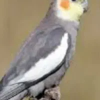 عروس هلندی گمشده