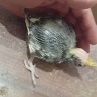 عروس هلندی ۱۶روزه