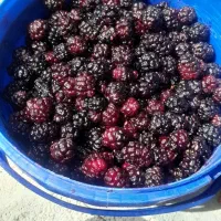 شاتوت تازه وآبدار