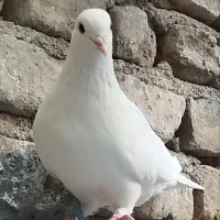 کفتر سفید تهرانی