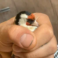 سهره|پرنده|آبیک, |دیوار