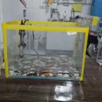 اکواریوم