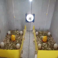 پرورش بلدرچین پرسود