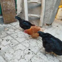 مرغ تخم گذار