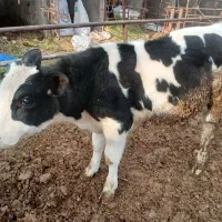 گوساله نر جوانه