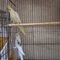 یه جفت عروس به شرط