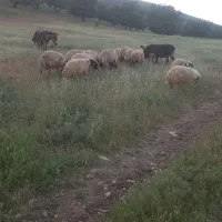 گوسفند