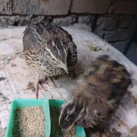 بلدرچین و کبوتر