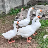 قوغاز