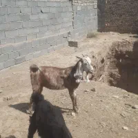 بز چبش بره