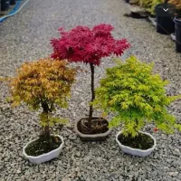 افرا سرخ ژاپنی