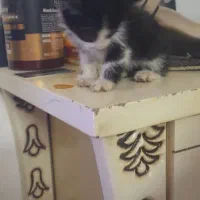 بچه گربه