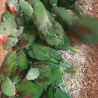 جوجه شاه طوطی ملنگو سرلاکی