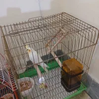 سلام فروشی بدونه قفس