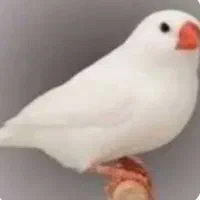 فنچ نر
