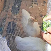 جوجه مرغ
