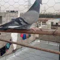 کبوتر۵تا|پرنده|نسیمشهر, |دیوار