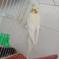 جفت عروس هلندی