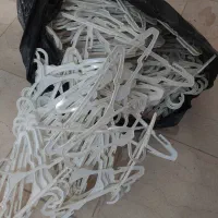 چوبکار سفید حدود ۶۰۰۰ تا فله ای