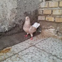 کبوتر