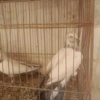 جوجه مفق