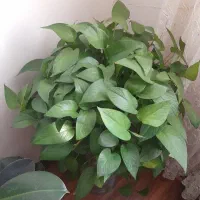 پتوسِ پُر و سر حال