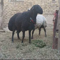 بره قوچ خوشتیپ