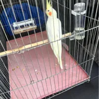 عروس هلندی لوتینو ماده و قفس