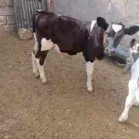 گوساله نر