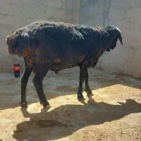 بره نر قوچ