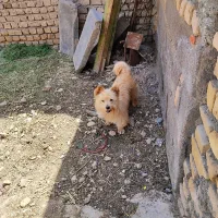پاپی