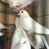 کفتر جوان و سرحال