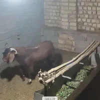 نری دورگ بخته چاق
