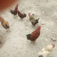 خروس محلی چاق