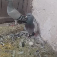 کفتر