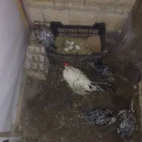 مینیاتوری اصل اصل