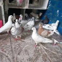 سلام ۱۶ عدد کبوتر خوش حال نرو ماده باهم
