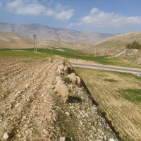 5هکتار-زمین-کشاورزی-ابی-اگه-کسی-داره-ب-صورت-شراکتی