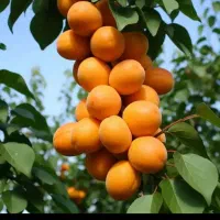 بازدید و مشاوره از باغات میوه و پسته