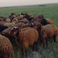 گوسفند اذربایجان