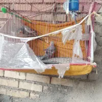 عروس‌هلندی ومرغ عشق