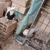 طوقی|پرنده|زابل, |دیوار