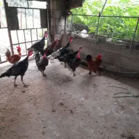 سگ کبوتر خروس