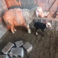 چوپان گله