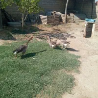 غاز|حیوانات مزرعه|میاندوآب, |دیوار