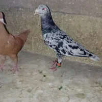 کفتر سار سرور هفترنگ سینه کله عطیقه