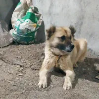 سگ قله