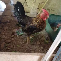 یه جفت مرغ لری و خروس نژاددار زیبا تخم کن