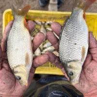 کارگر ماهی سرا