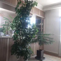 گل شفلرا